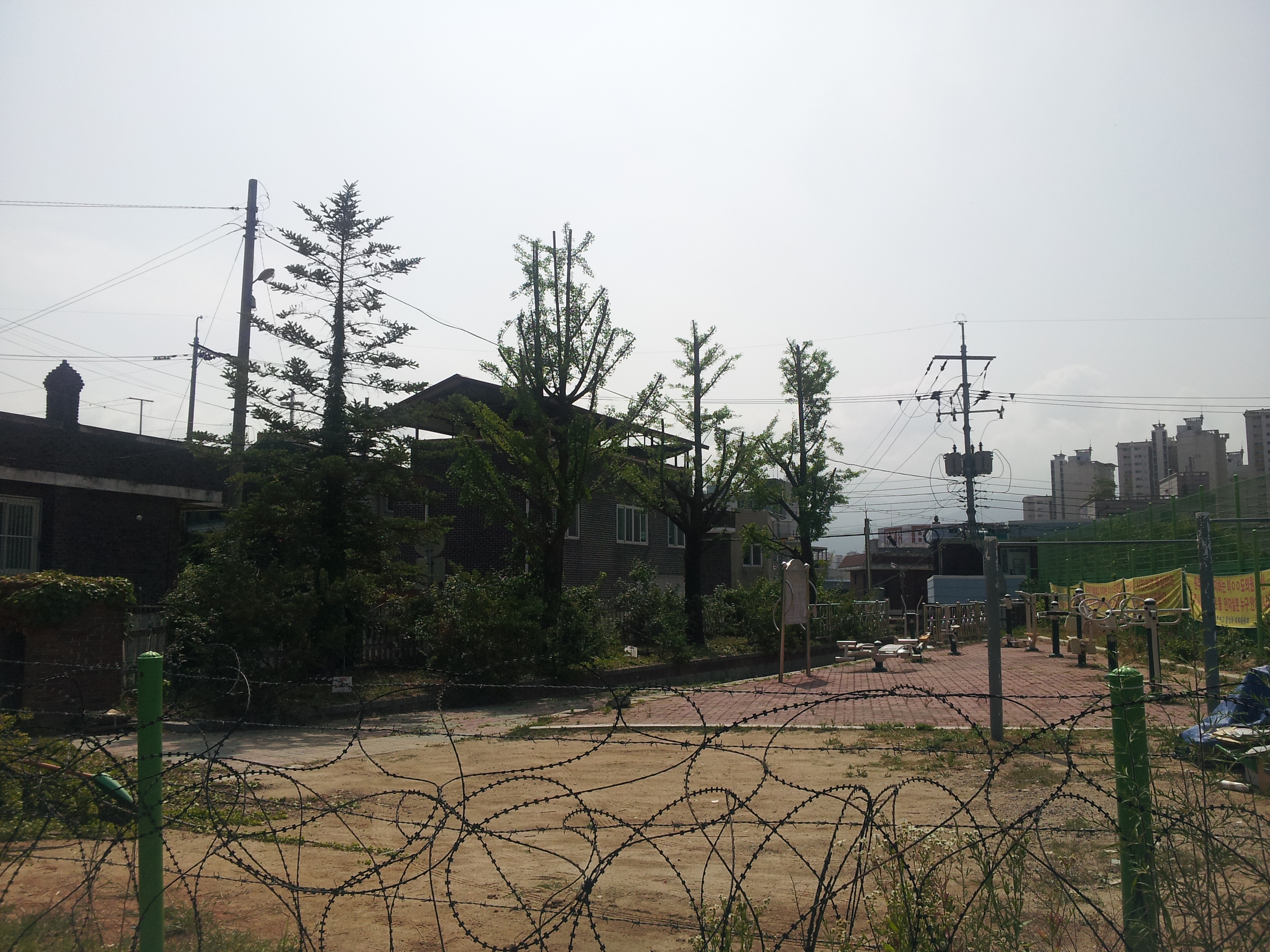 구 원주여자고등학교 은행나무 전지작업 실시 사진